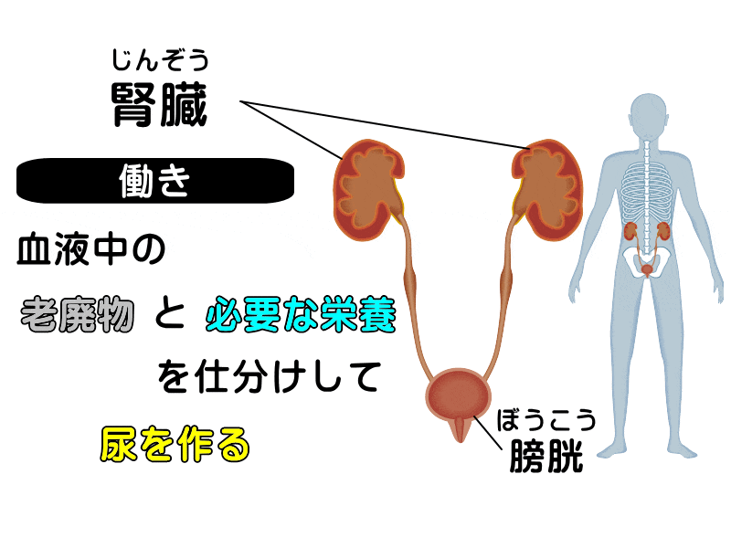 腎臓の位置と働き
